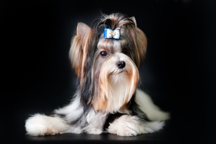 Биро и Бивер отличия