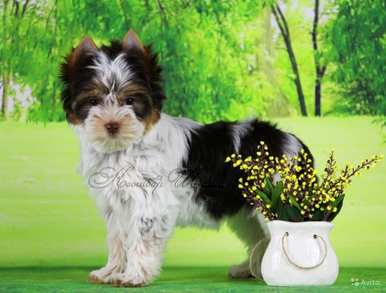 Биверёркш рский терьер