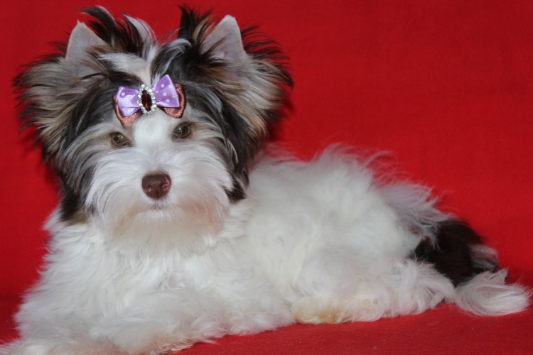 Биро и Бивер Йорк в чем отличие