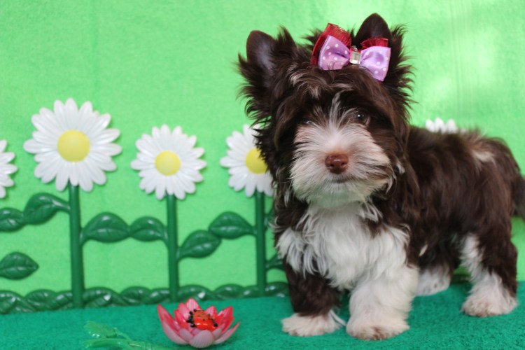 Биро д волшебное пестрое море