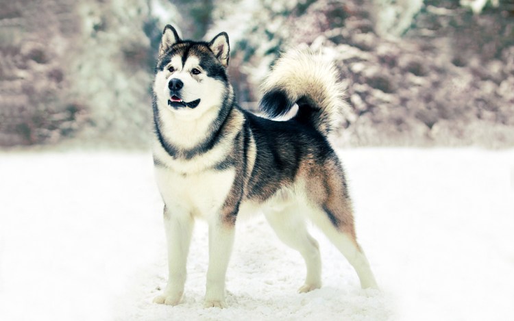 Маламут Баламут