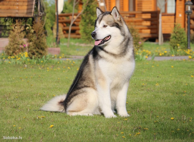 Аляскинский маламут породы собак