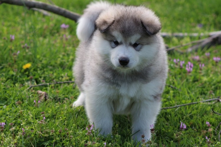 Аляскинский маламут