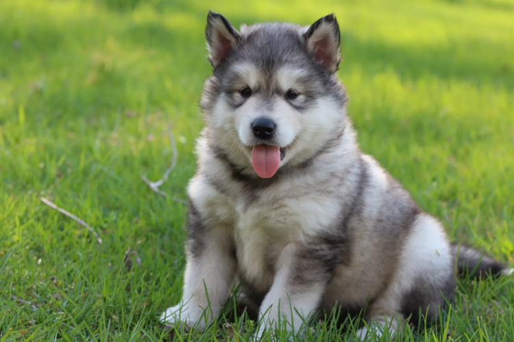 Маламут Аляскинский гигант