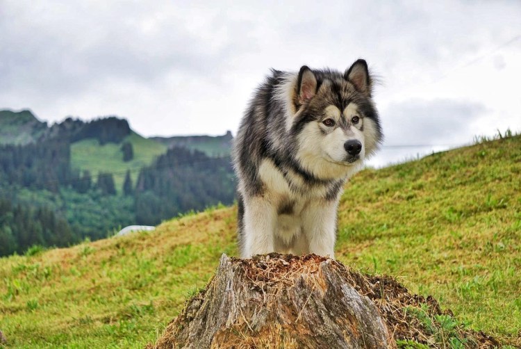 Аляскинский маламут
