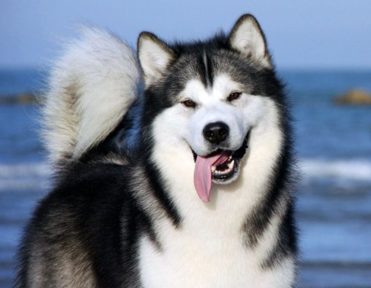 Аляскансканский маламут