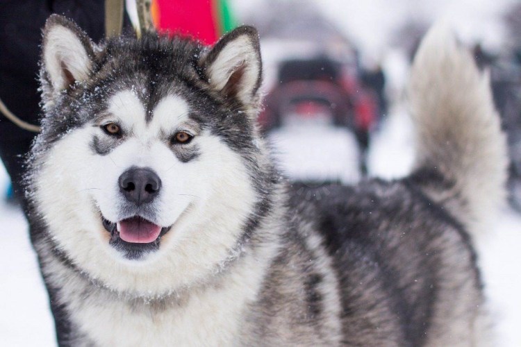 Аляскинский маламут