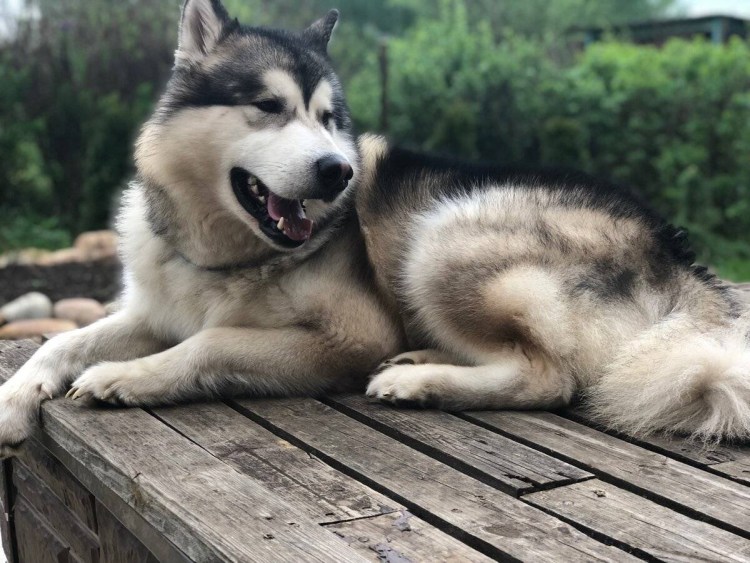 Аляскансканский маламут