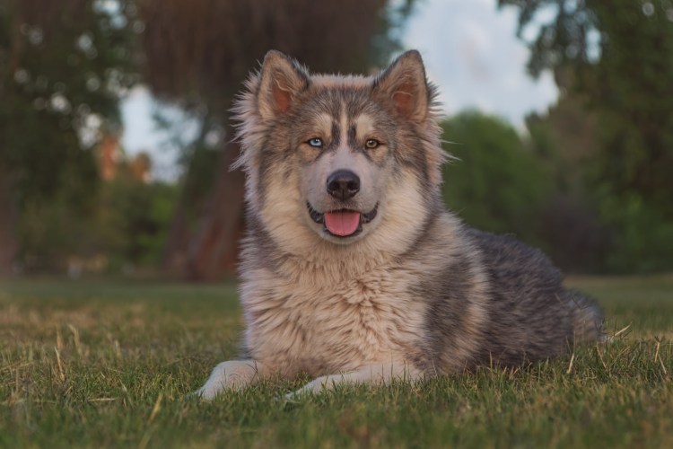 Аляскинский маламут серый