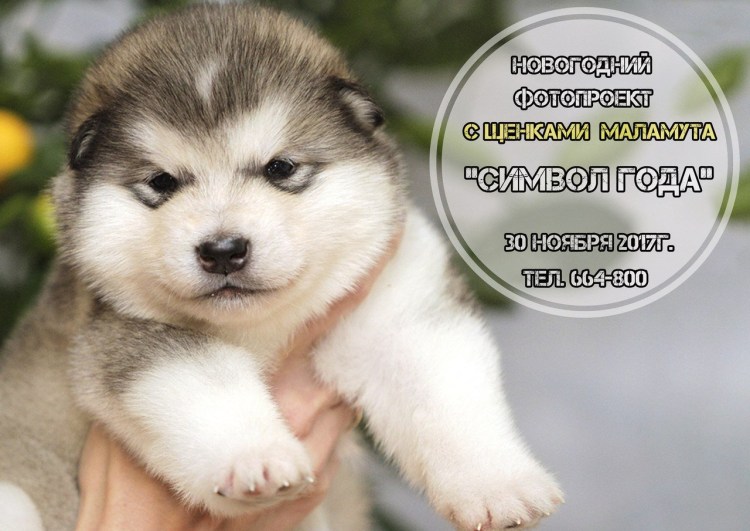 Аляскинский маламут