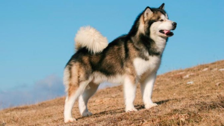 Аляскинскинский маламут