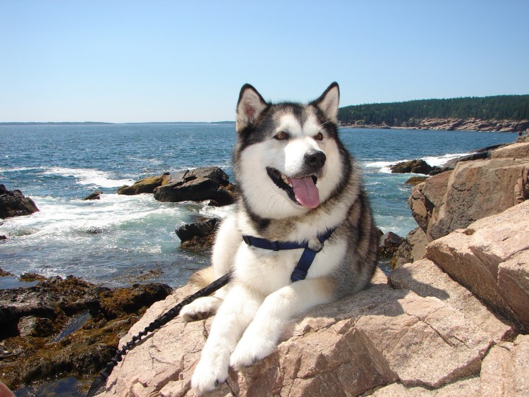 Аляскинский маламут