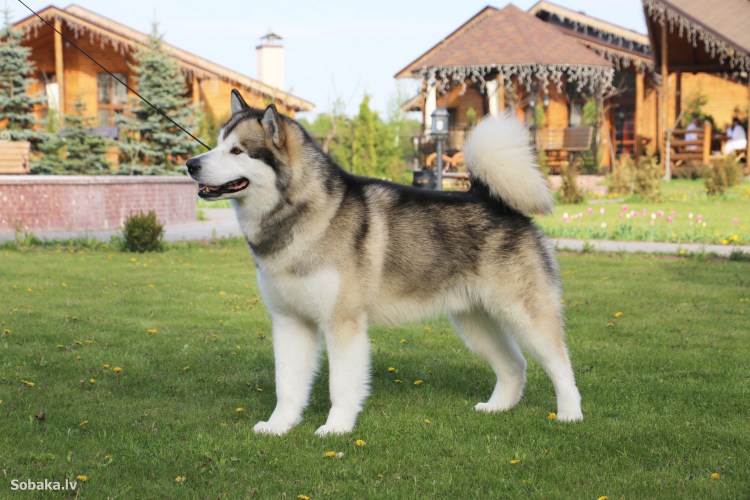 Лайка Аляскинский маламут