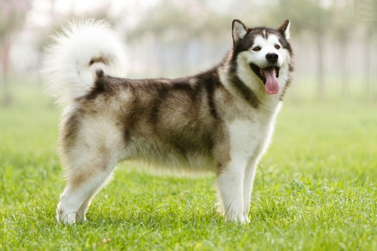 Аляскинский маламут