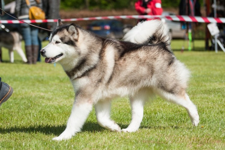 Порода Аляскинский маламут