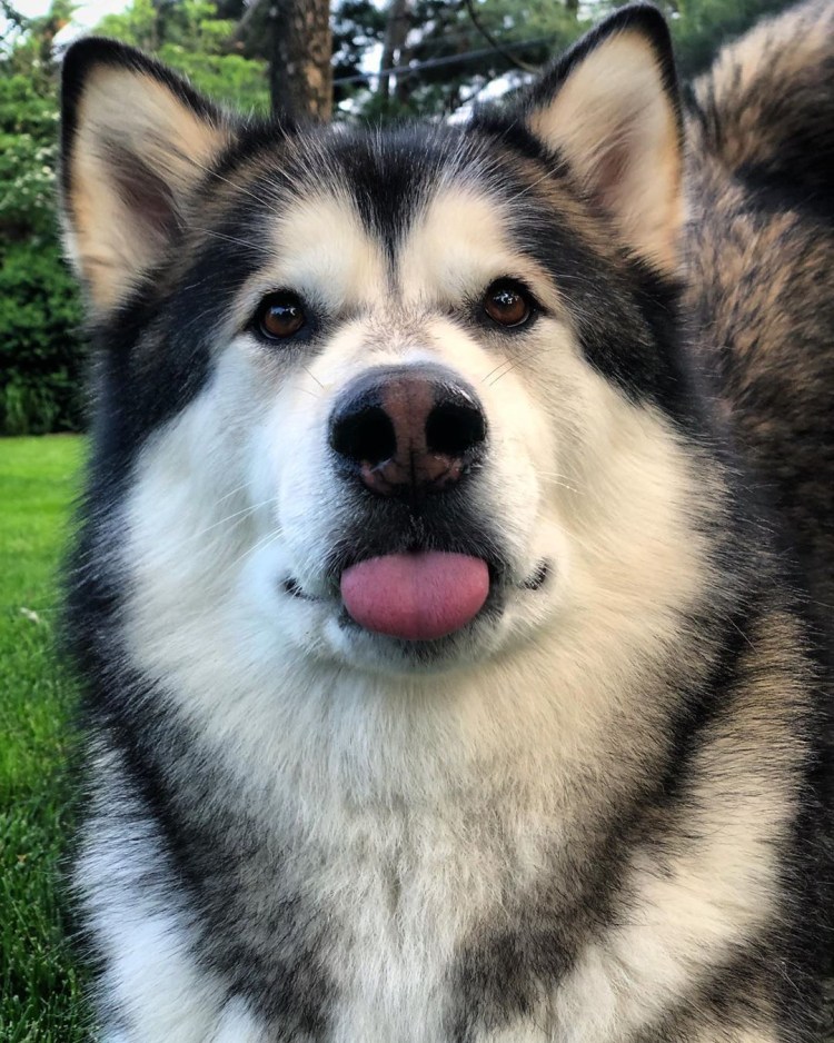 Маламут собака