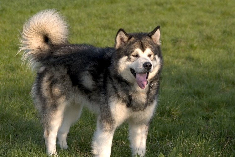 Порода собак хаски маламут
