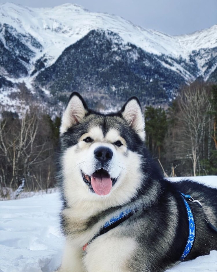 Аляскинский маламут длинношерстный