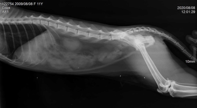 Анатомия кота внутренние органы