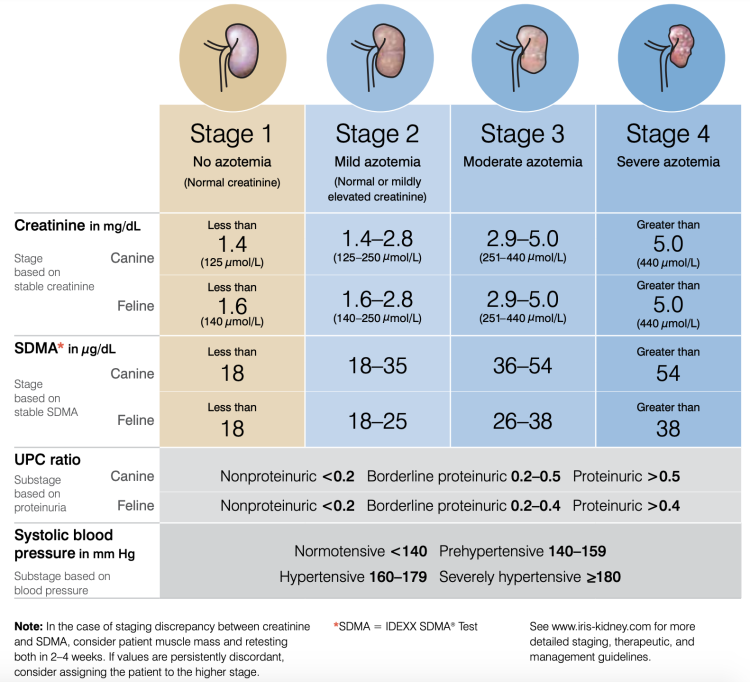Лекарство от мочекаменной болезни у котов лекарство