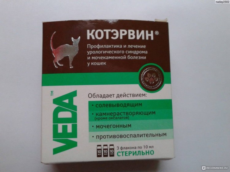 Камни в мочевом пузыре у кота УЗИ