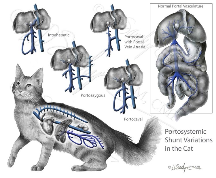 Портосистемные шунты у собак