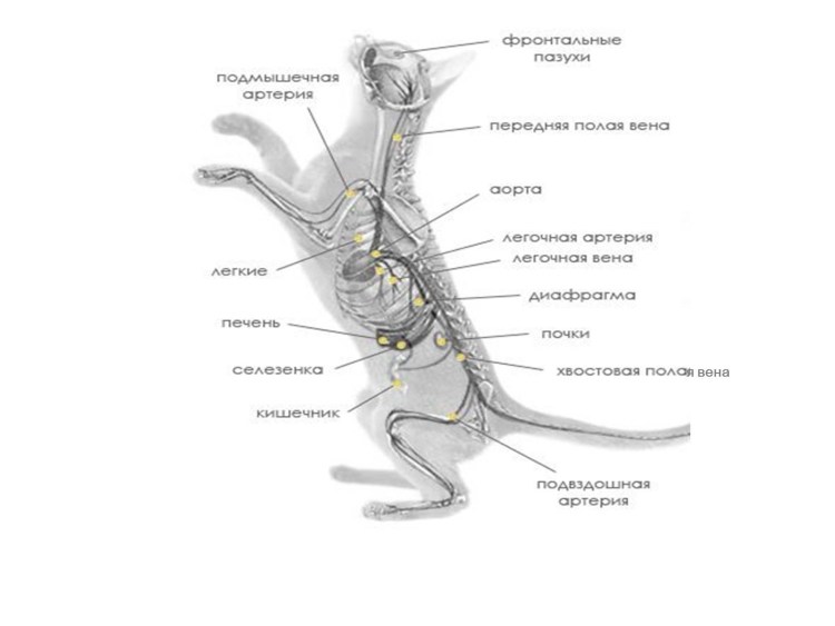 Строение пищеварительной системы кошки