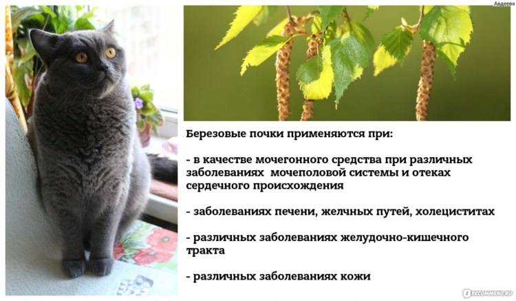 Струвиты камни в мочевом пузыре