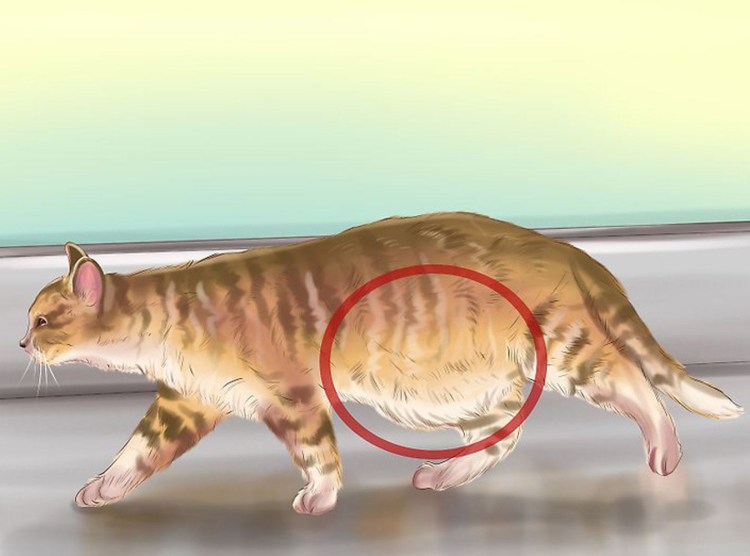 Внутреннее строение кошки схема