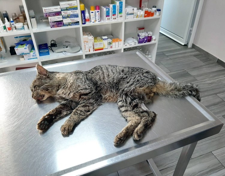 Почечная недостаточность у кошек симптомы