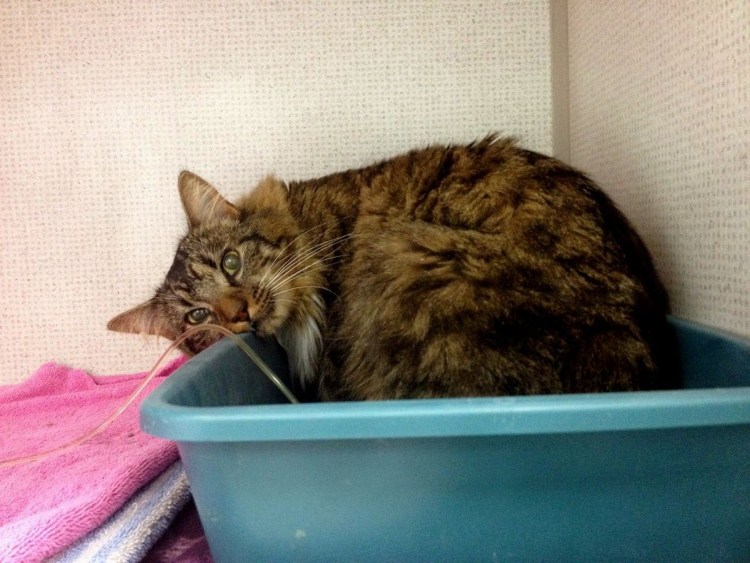 Стадии ХБП по Iris у кошек