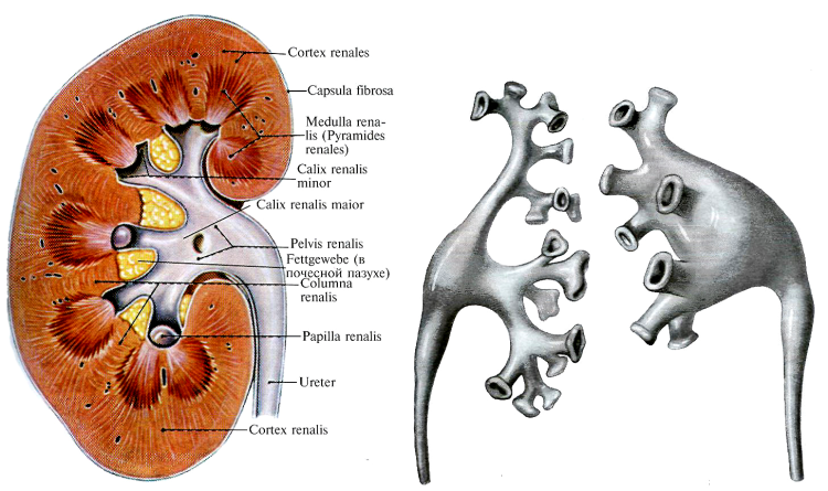 Кошка в листьях