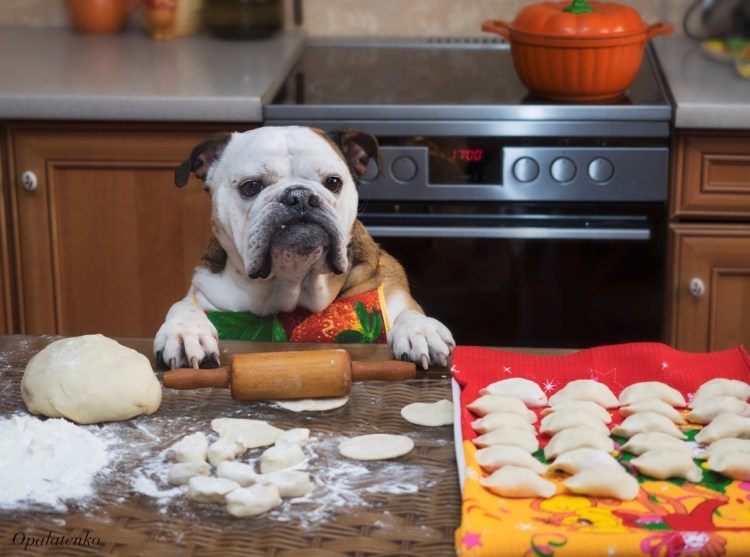 Собака на кухне