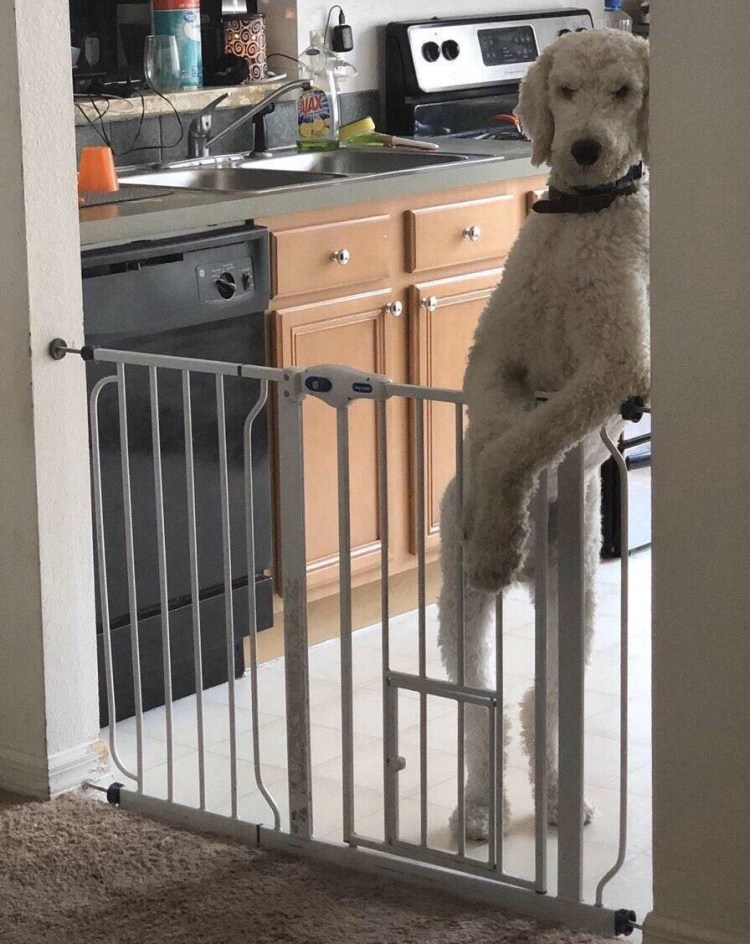 Собака на кухне