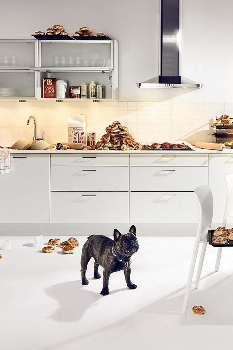 Собака на кухне