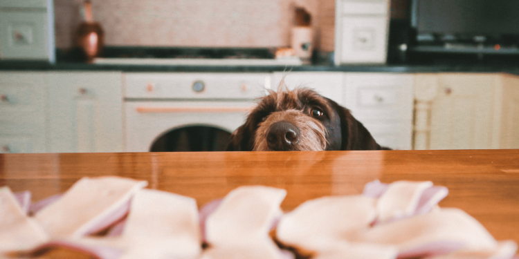 Собака на кухне