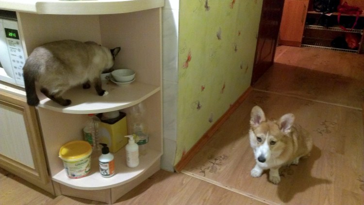 Место для кошки на кухне