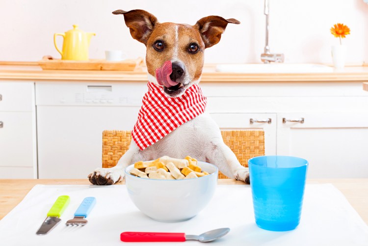 Собака завтракает