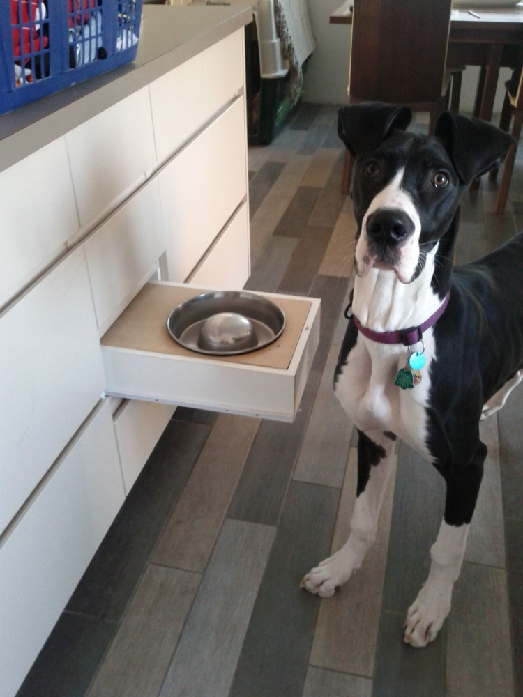 Собака на кухне