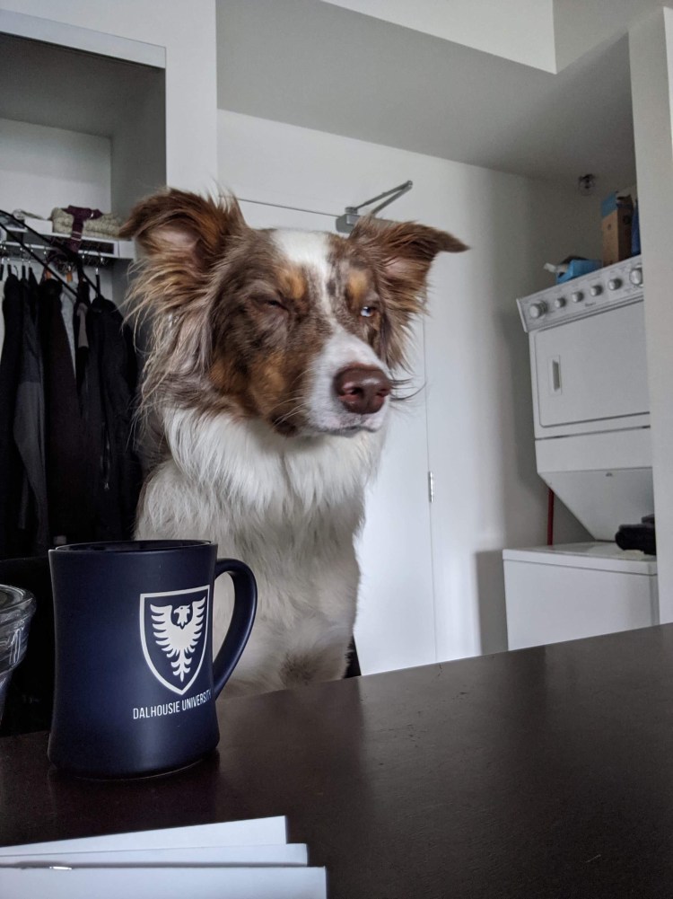 Французский бульдог и кофе