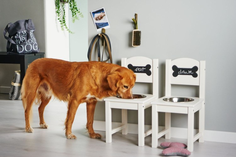 Место кормления собаки в квартире