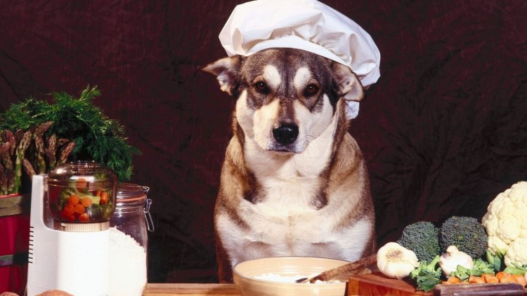 Собака повар
