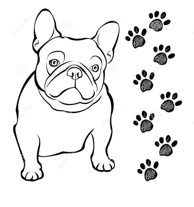 Французский бульдог рисунок для детей легкий