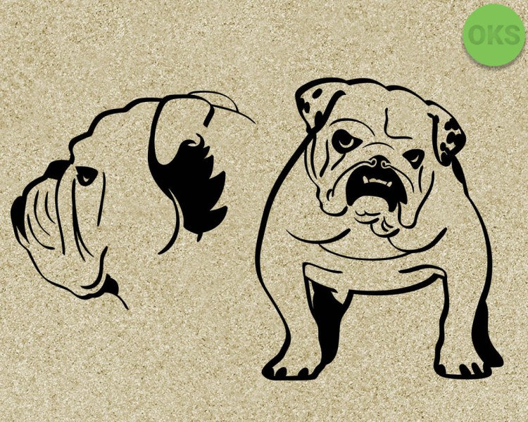 Бульдог рисунок