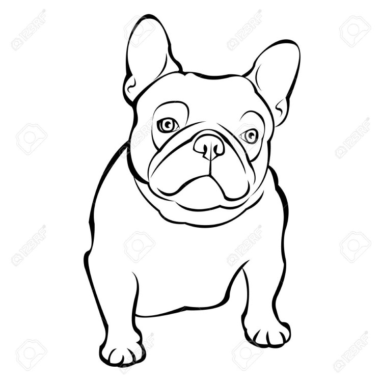 Французский бульдог на черном фоне