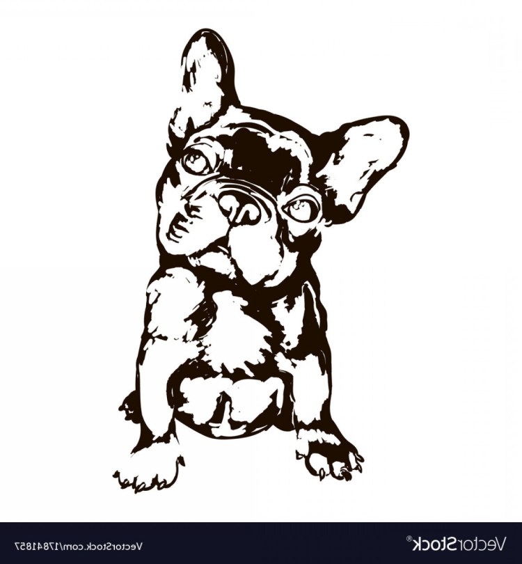 Французский бульдог вид сбоку