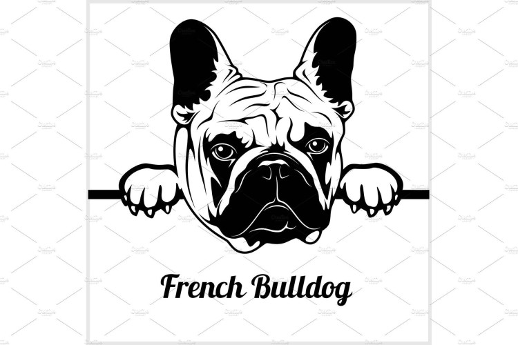 Французский бульдог вектор чб