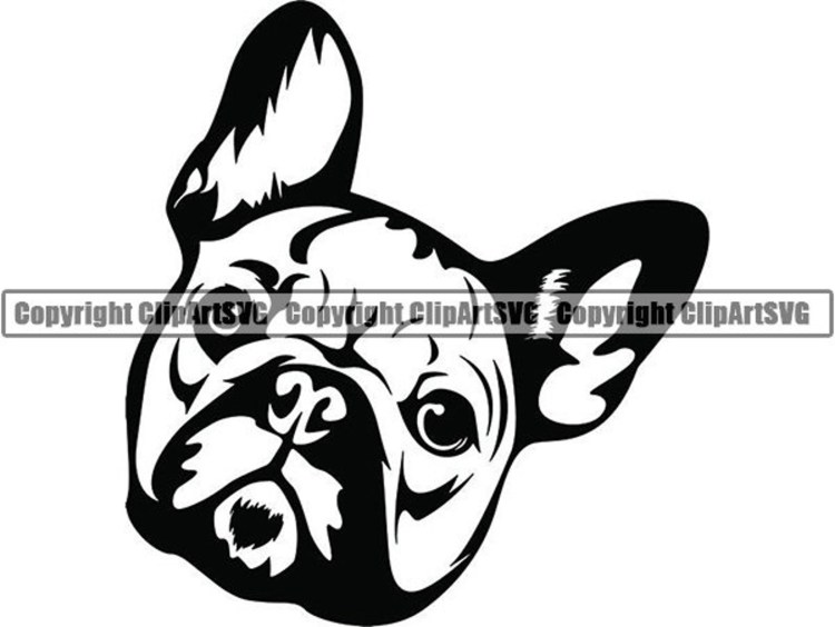 Французский бульдог вид сбоку