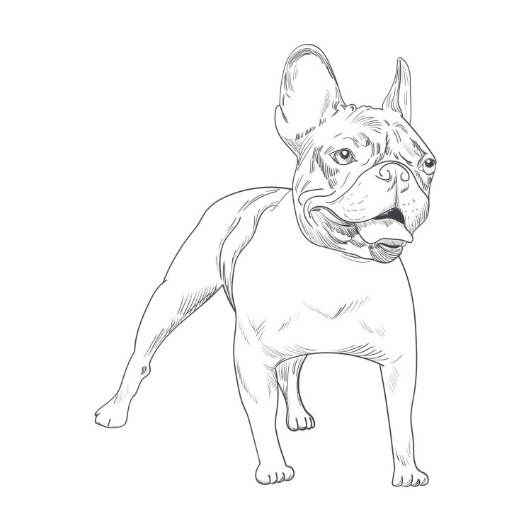 Наклейка бульдог