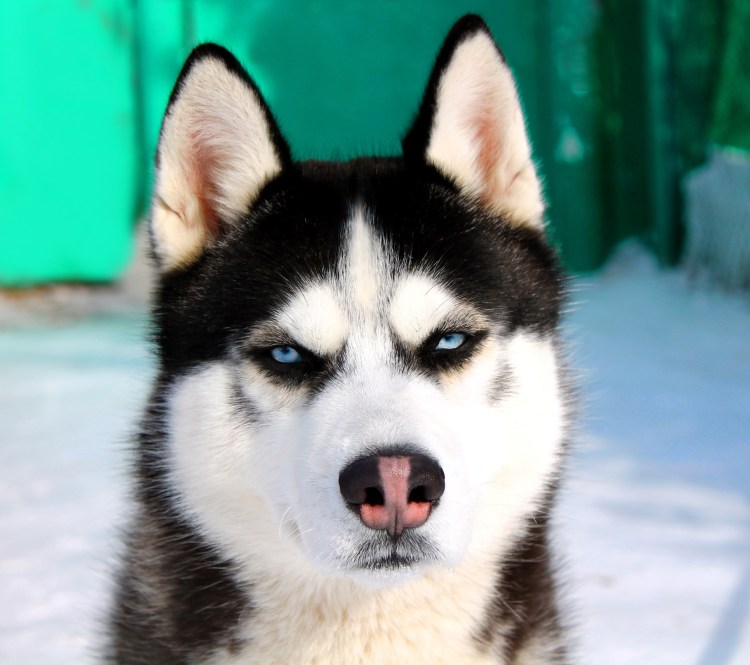 Хаски гетерохромия